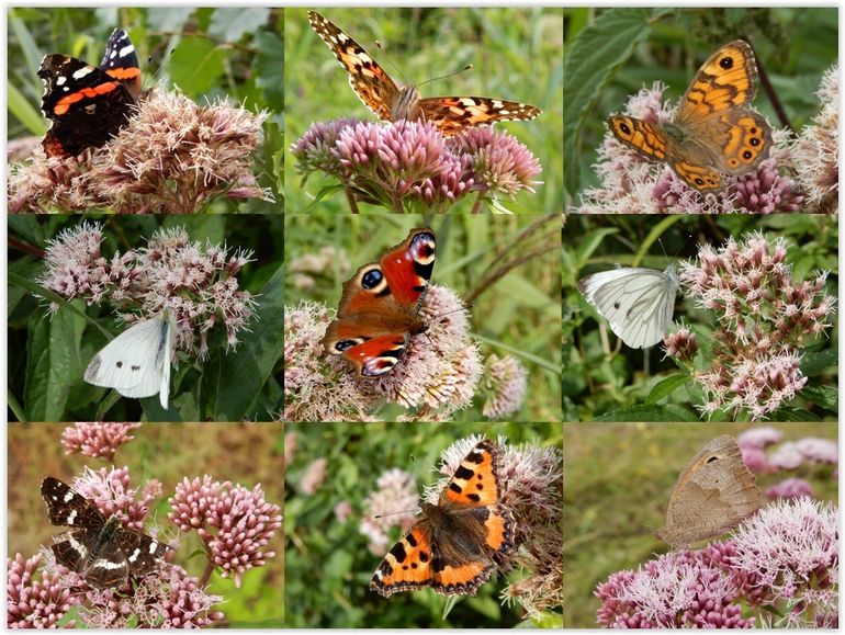 Koninginnenkruid is talrijk in het Kuinderbos en een erg goede nectarplant. Hier, van links naar rechts: boven: atalanta, distelvlinder en argusvlinder; midden: klein koolwitje, dagpauwoog en klein geaderd witje; onder: landkaartje, kleine vos en bruin zandoogje