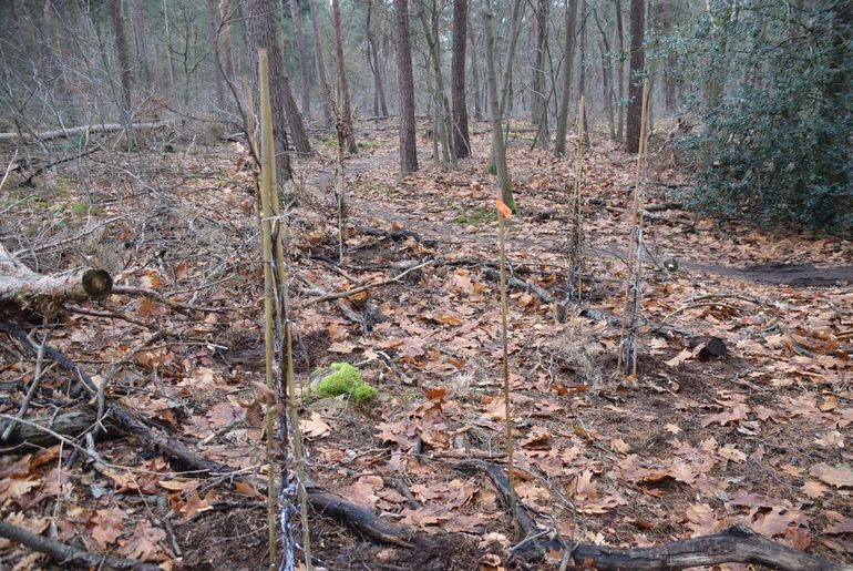 Een van de groepen die op de Papenvoortse heide is aangeplant, in dit geval haagbeuk