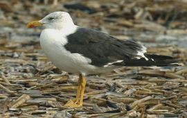 Kleine-mantelmeeuw-adult--lead natuurjournaal