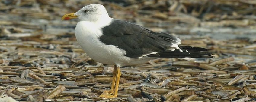 Kleine-mantelmeeuw-adult--lead natuurjournaal