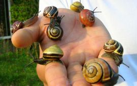 Menno Schilthuizen Kleurvormen van de tuinslak