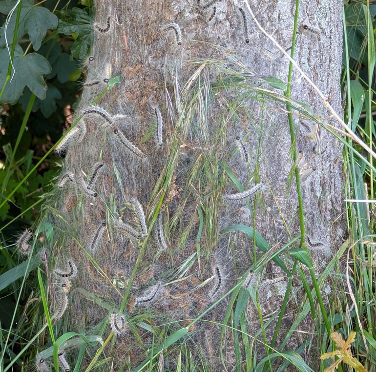 Nestvorming door eikenprocessierupsen laag op de stam, tussen de beplanting onder de boom