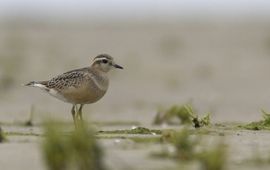 Charadrius morinellus. Morinelplevier