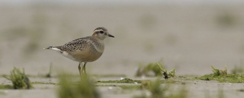 Charadrius morinellus. Morinelplevier