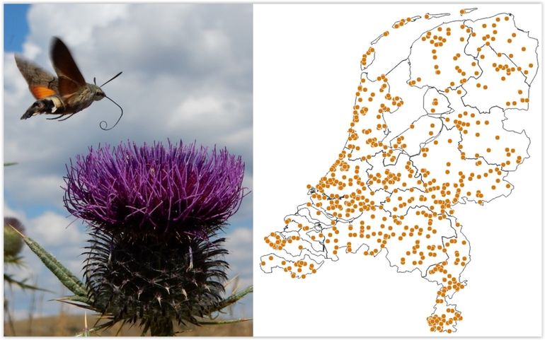 Kaartje van waarnemingen van de kolibrievlinder in 2017 tot juli