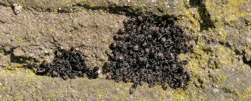 Opwarmende clusters van het mediterraan draaigatje