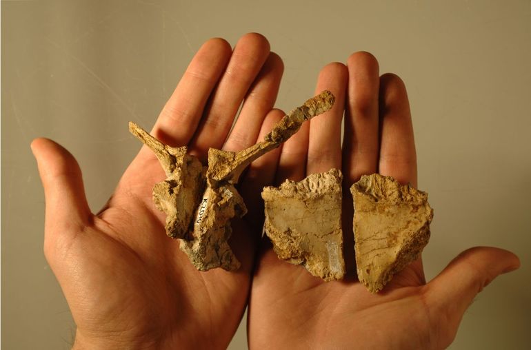 Schedelbotten van Transsylvanosaurus. Links het achterhoofdsbeen en rechts twee stukken van het voorhoofd
