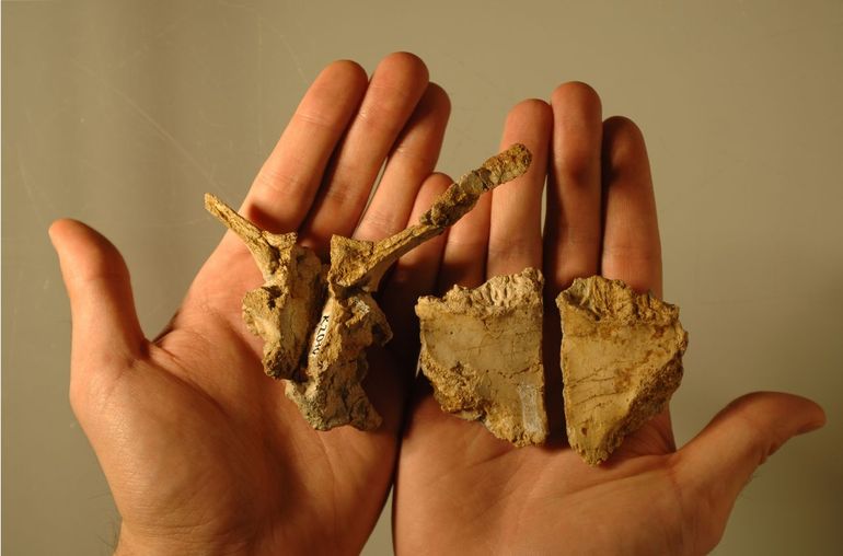 Skull bones of the Transylvanosaurus