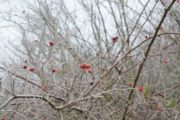 Rosehips in winter