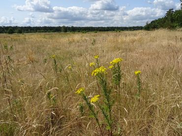 De droge graslanden waar de veldparelmoervlinder zich thuis voelt, zijn gevoelig voor verdroging