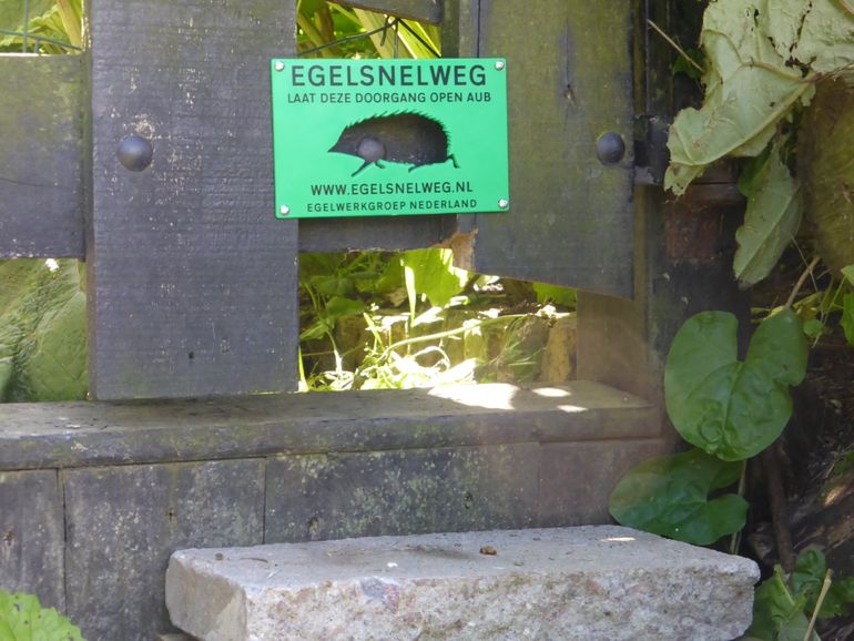 Egelsnelweg in de tuin van een egelliefhebber