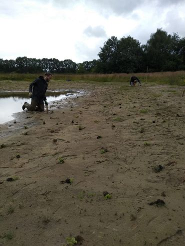 Vegetatie-inplant in Halsteren