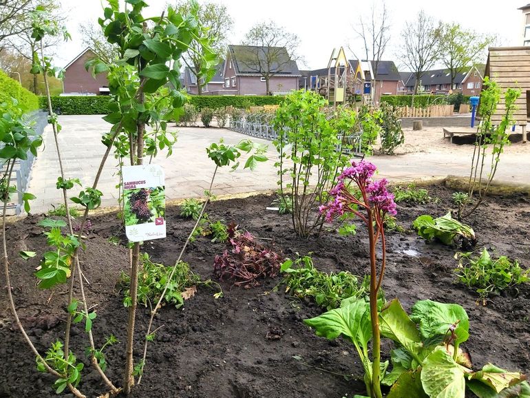 Project Prachtlint Staphorst