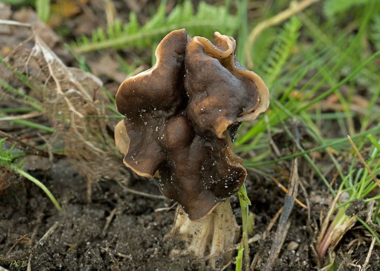 Geaderde kluifzwam (Helvella fusca)