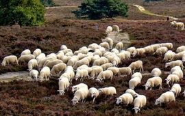Gouwenaar Schaapskudde, wikipedia, publiek domein