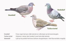 Vogelbescherming Duiven tuinvogeltelling