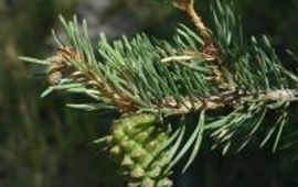 Natuurkalendergids Grove Den (foto: Natuurkalendergids)
