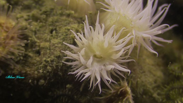 Margrietjes zijn kleine zeeanemonen van slechts enkele centimeters doorsnede