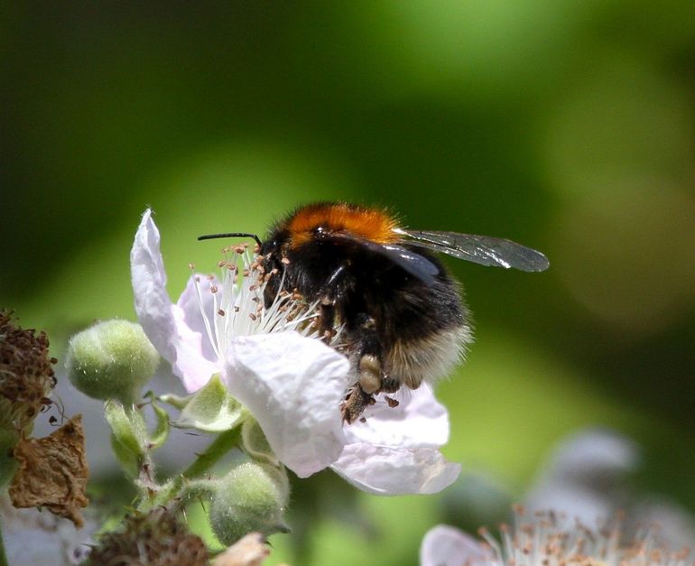 Boomhommels zoeken naar nectar en stuifmeel op onder andere frambozen en bramen