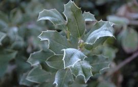 Baudewijn Odé Hulst in de winter