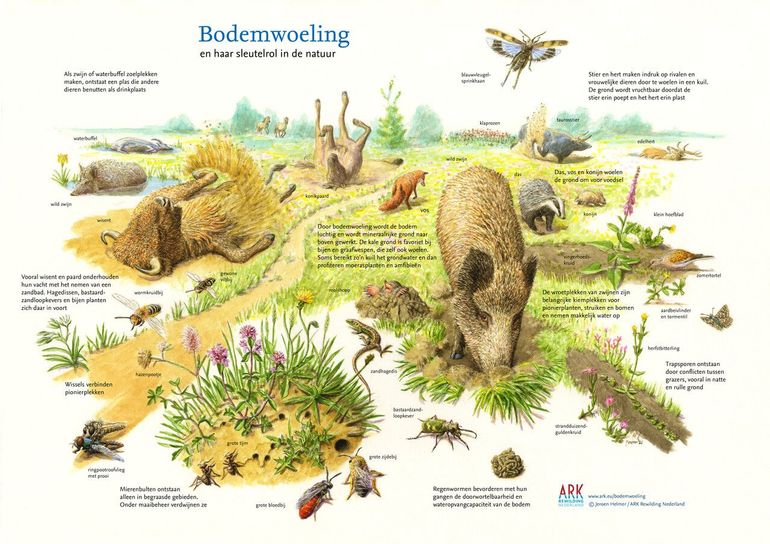 Overgangen zoals droog en nat of zon en schaduw creëren op een hele kleine schaal unieke omstandigheden. Deze zogeheten gradiënten hebben hun eigen klimaat en vergroten daardoor de biodiversiteit in een gebied