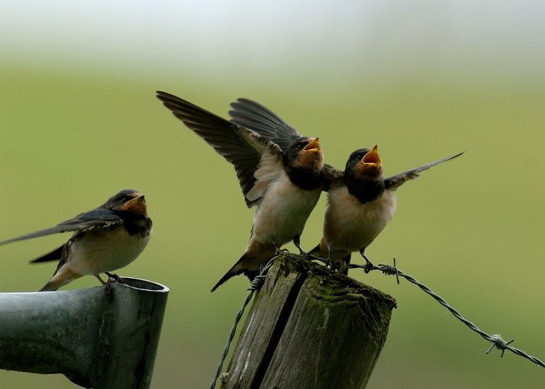 Jonge boerenzwaluwen bedelen om eten