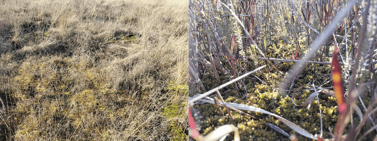 Van de 1500 tot 2000 putten in de Liesselse Peel zijn er nog maar tien putten waar spontaan gevestigde bultvormende veenmossen voorkomen, waarvan er zeven zijn meegenomen in dit onderzoek. De nog aanwezige bulten vullen vaak de gehele put en tonen aan dat ze, eenmaal gevestigd, langdurig kunnen standhouden. In omliggende putten vindt daarentegen weinig tot geen nieuwe vestiging plaats