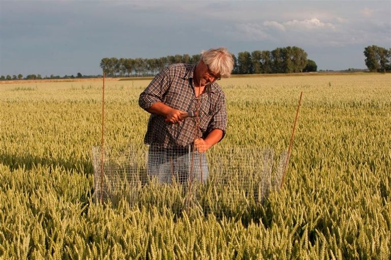 Ben Koks plaatst beschermingshek rond een nest in een tarweveld