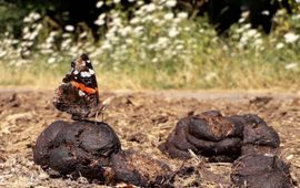 Jeroen Helmer, ARK Natuurontwikkeling Atalanta op poep van een konikpaard EENMALIG GEBRUIK