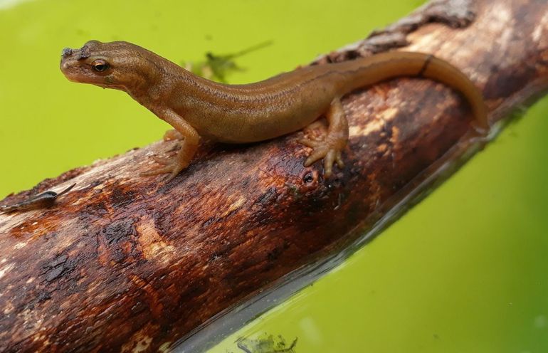 Kleine watersalamander