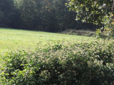 Bosrand met bloeiende klimop in Oosterhout. Hierop werd de eerste Nederlandse klimopglanszweefvlieg gevonden