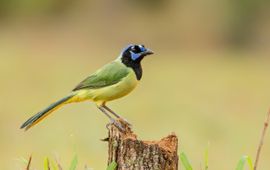 Green jay