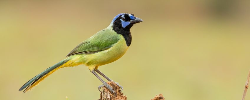 Green jay