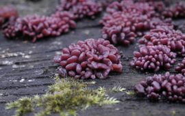 Luuk Vermeer, Saxifraga Paarse knoopzwam