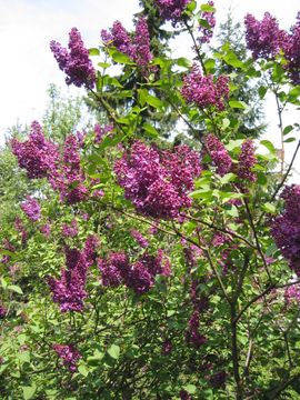 Lilac paarse sering, bloei