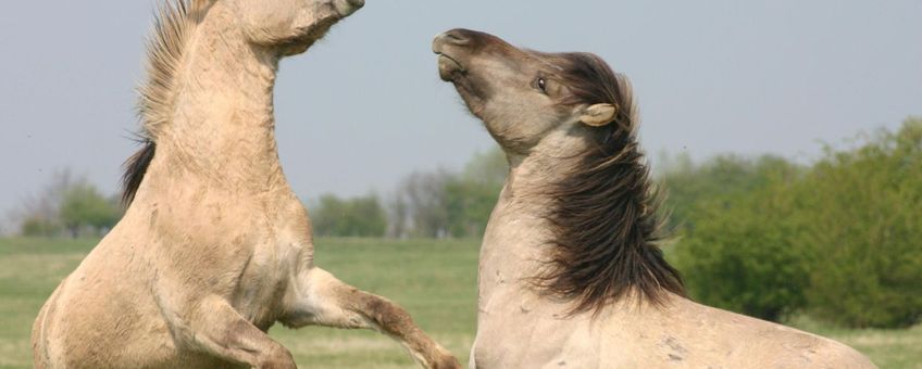 Koniks hengsten Gelderse Poort VOOR EENMALIG GEBRUIK