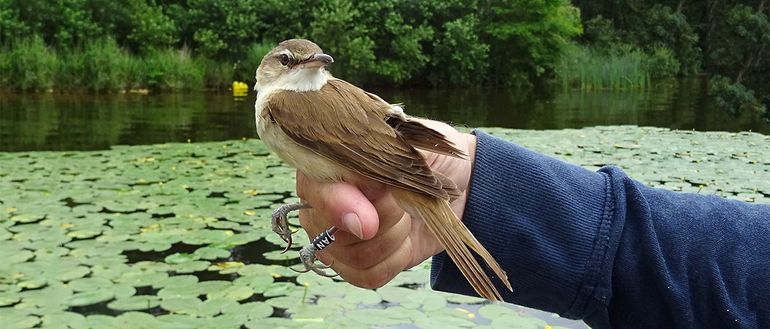 Uit onderzoek met loggers blijkt dat er iets misgaat in de broedgebieden van de grote karekiet, waaronder Nederland. Belangrijk om het riet daar te behouden dus