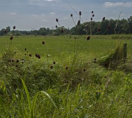 Sanguisorba officinalis, Grote pimpernel