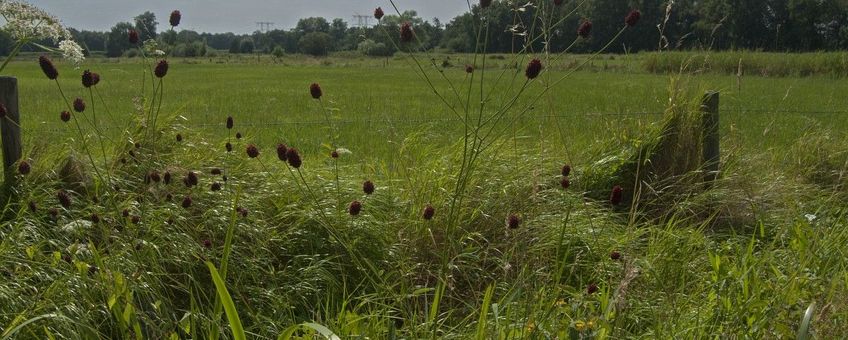 Sanguisorba officinalis, Grote pimpernel