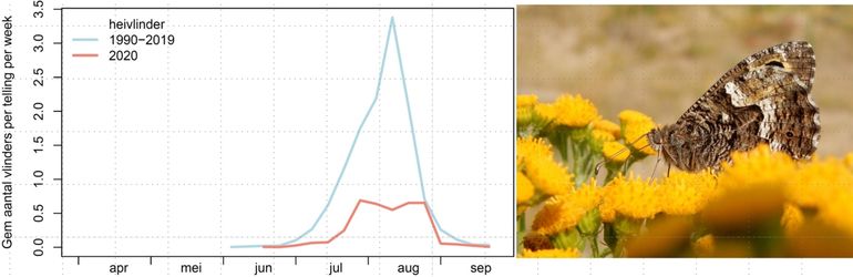 De heivlinder had een slecht jaar in 2020