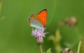 Lycaena dispar. Grote vuurvlinder