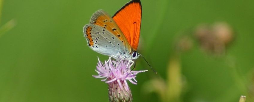 Lycaena dispar. Grote vuurvlinder