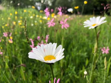 Margriet en echte koekoeksbloem