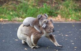 Koala met baby steekt de weg over