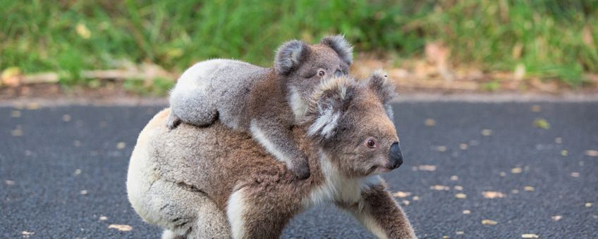 Koala met baby steekt de weg over