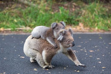 Koala met jong