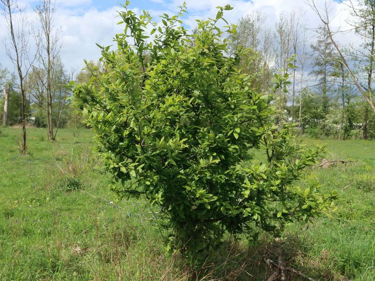 Deze wilde mispel heeft zich spontaan gevestigd vanuit het naastgelegen hellingbos. Het boompje wordt stevig gesnoeid door paard en rund, maar vormt als reactie daarop steeds meer doorns en korte stugge zijtakken langs de stam. Ingendael, mei 2021