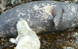 voor eenmalig gebruik, grijze zeehond met pup