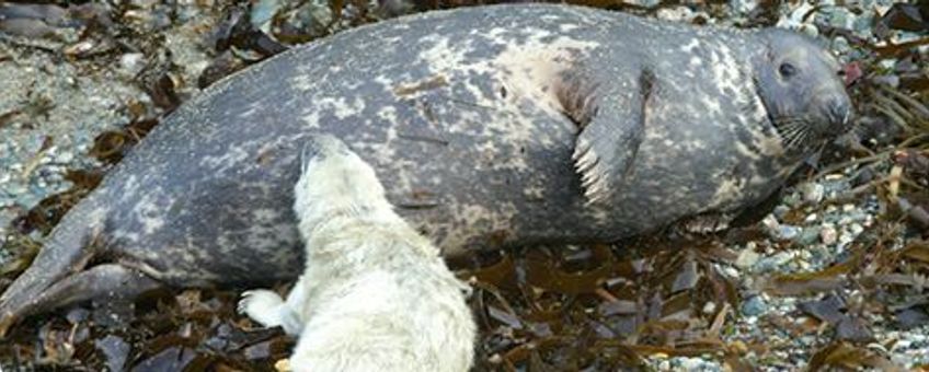voor eenmalig gebruik, grijze zeehond met pup