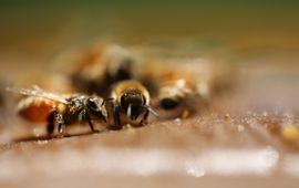 Pixabay Honeybee, honingbij